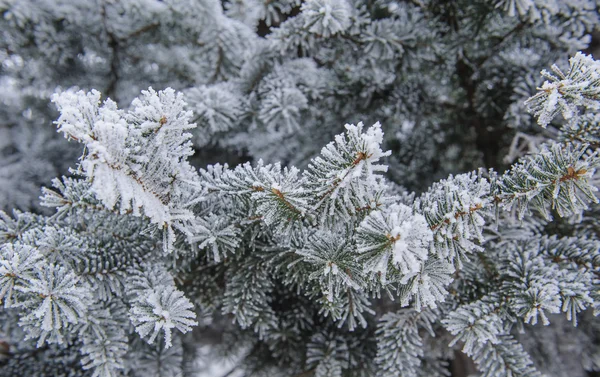 Bakgrund av julen granar frost — Stockfoto