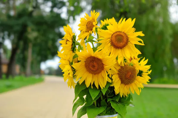 Girasole giovane in una giornata di sole — Foto Stock