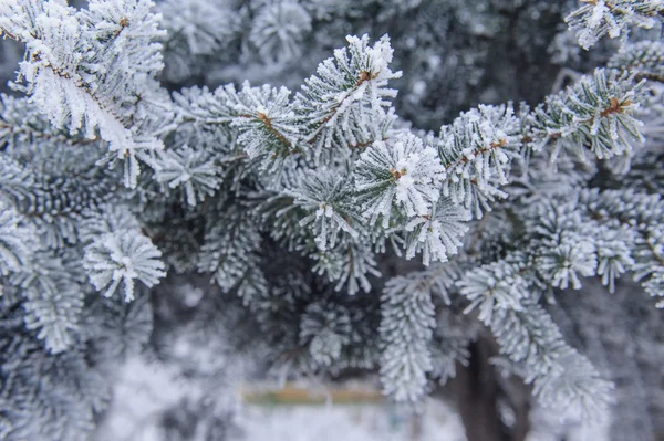 Fondo de invierno. Un árbol de coníferas en las heladas y la nieve — Foto de Stock