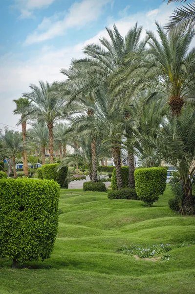 Krásné palmy v tropické zahradě — Stock fotografie