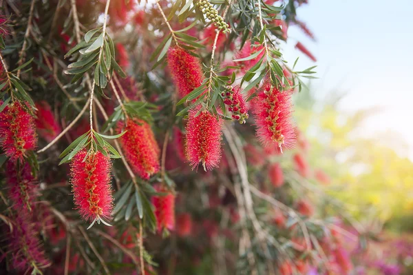 şişe fırça ağacı (callistemon kırmızı çiçekler) 