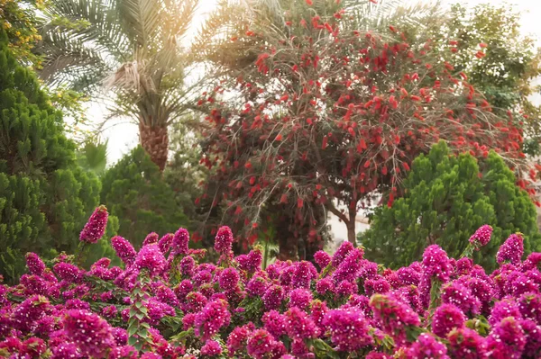 Красивые кусты рододендрона в открытом парке дендрария — стоковое фото