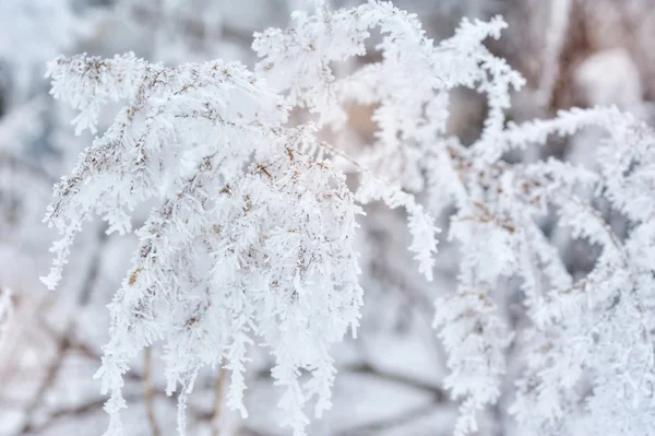 Fondo de invierno, primer plano de la rama de pino esmerilado en una nevada — Foto de Stock