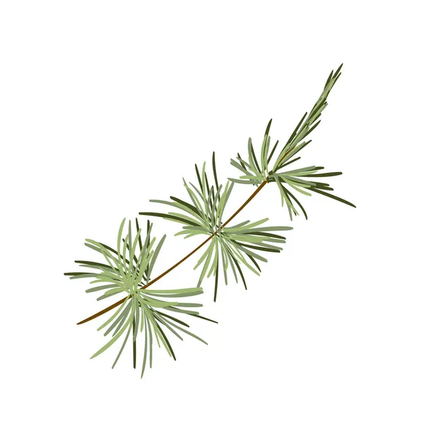 手描き緑豊かなトウヒの枝。クリスマスツリーの要素。白いベクトル図に分離。レトロなスタイルのクリスマスの装飾デザインアイテム — ストックベクタ