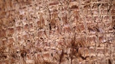 Orman ormanı ekvator ikliminde palmiye ağacının parlak tropikal dokusu. Yavaş çekim 4k video Arkaplanı