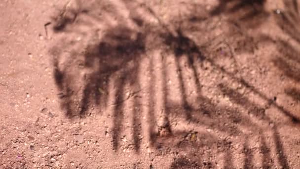 Abstracte schaduw van palmbladeren uit de vroege ochtend zonlicht schijnt op de weg, 4k video in ProRes. Schaduw van blad op muur — Stockvideo