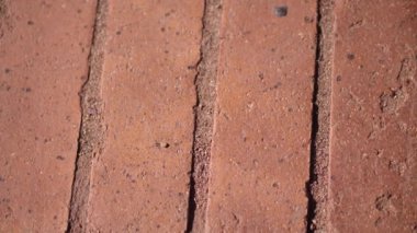 Eski kırmızı tuğlalı kaldırım parktan geçiyor. Metin için yer alan 4k video hareketi görüntüsü