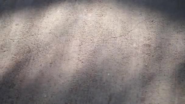 Alte Grunge-Textur einer rissigen Mauer mit Schatten von Ästen. Video Motion 4k Filmmaterial mit Platz für Text — Stockvideo