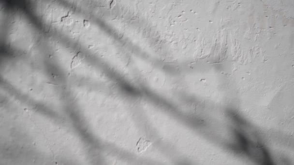 Абстрактна тінь гілки листя від раннього ранкового сонячного світла, що світиться на внутрішній білій стіні, 4k відео в ProRes. На стіні висить тінь листя. — стокове відео