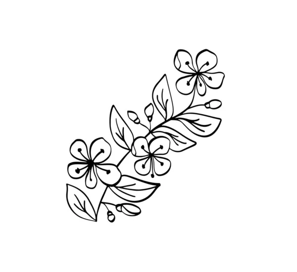 Vector Sketch Floral Botany Zweigfrühling. Magnolienblütenzeichnung. Schwarz-weiß mit Linienzeichnung auf weißem Hintergrund. Botanische Illustration von Hand gezeichnet — Stockvektor