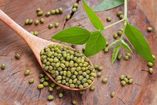 Frijoles mungo sobre cuchara de madera — Foto de Stock