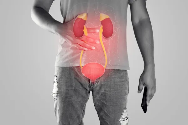 腎臓と尿道イラスト上の男性体に対して灰色の背景 — ストック写真
