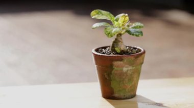 İnsanlar dorstenia bitkisiyle beslenen fobi için sıvı gübre püskürtüyor..