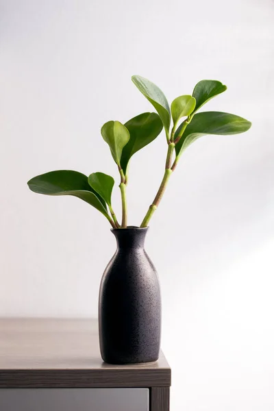 American rubber plant or Baby rubber plant in black vase