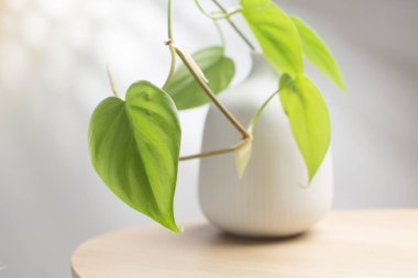 Philodendron kreması ahşap masadaki beyaz vazoda sıçrıyor.