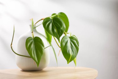 Philodendron kreması oturma odasındaki ahşap masada kil çömleğe sıçrıyor. İçerisi için Hava Arındırma Tesisleri.