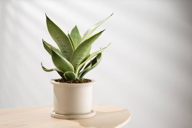 Decorative sansevieria plant on wooden table in living room. Sansevieria trifasciata Prain in gray ceramic pot. clipart