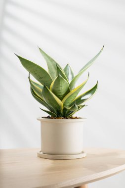 Decorative sansevieria plant on wooden table in living room. Sansevieria trifasciata Prain in gray ceramic pot. Vertical vie clipart