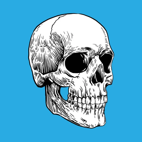 Calavera Dibujo Blanco Negro — Vector de stock