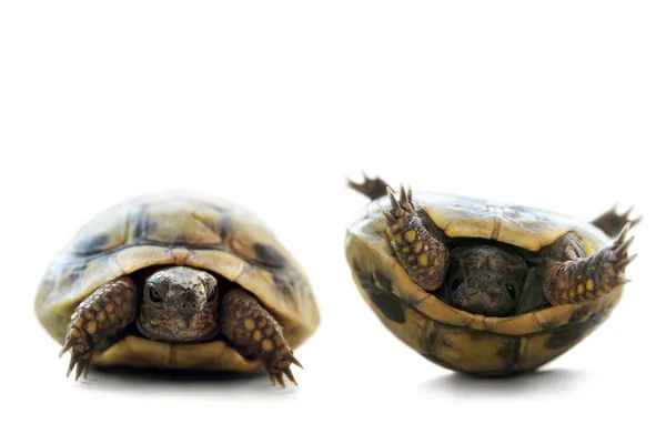 Kaplumbağa sesini aç