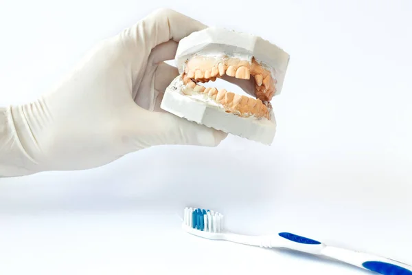 Bir diş teknisyeni çene modeliyle çalışır. Dişçi çene modeliyle çalışıyor. Profesyonel diş kliniği. Beyaz bir arka planda dişçi alçıtaşı modeli, izole. Çenenin alçı modeli. Diş hekimliği. Ortodonti. Diş fırçası. Yakın plan.