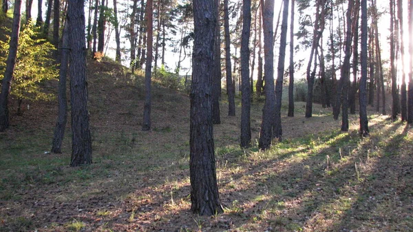 소나무 포슈냐 2021 — 스톡 사진