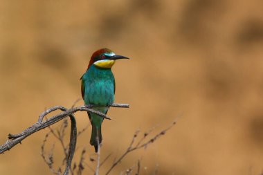 Avrupa arısı yiyici Ağaç dalında dinleniyor