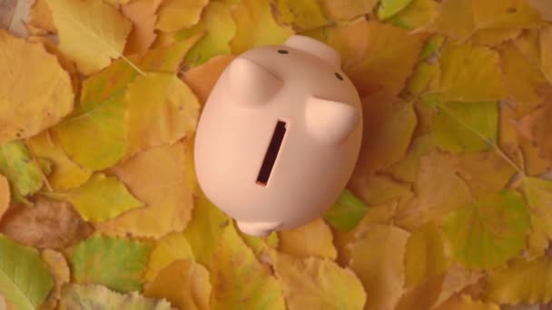 Mužská ruka položí minci do růžové prasátko banky rotující na pozadí podzimního listí, horní pohled