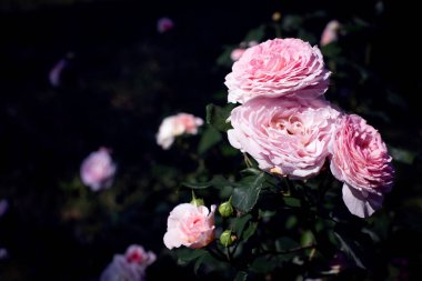 Bahçede İngiliz pembe gül çiçekleri olan doğal yaz arkaplanı. Koyu tonlama. Boşluğu kopyala