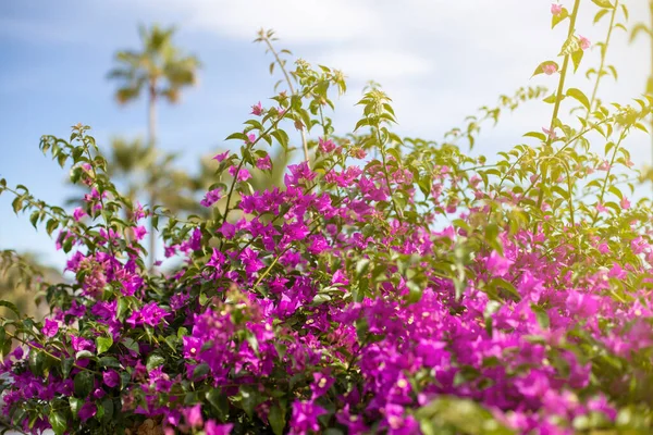 Ramo brilhante de flores bougainvillea vermelhas em um fundo céu azul, fundo textura natureza, tempo de floração, lugar para texto — Fotografia de Stock