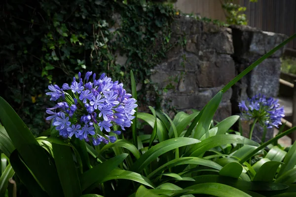 Flores da cebola Allium Giganteum no jardim contra o fundo de uma parede de pedra envelhecida com hera. Foto escura matizado, foco seletivo — Fotografia de Stock