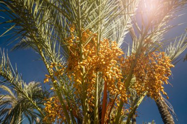 Gökyüzüne karşı meyveleri olan tropik hurma dalları, botanik doğal arka plan, seyahat arkaplanı, tonlu fotoğraf.