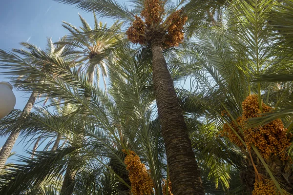 Zweige Tropischer Dattelpalmen Mit Früchten Gegen Den Himmel Botanischer Natürlicher — Stockfoto