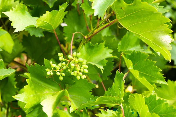 Young grape leaves and small berries of a bunch of grapes, the beginning of the growth of the crop — Stock Photo, Image