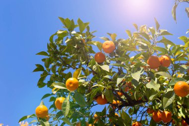 Mavi gökyüzüne karşı meyveli Mandarin ağacı.