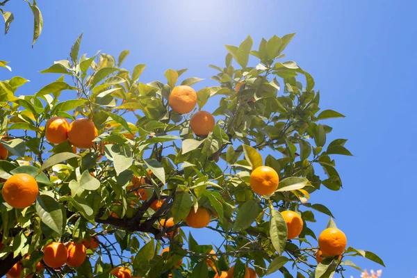 Mandarim Árvore Com Frutos Contra Céu Azul — Fotografia de Stock