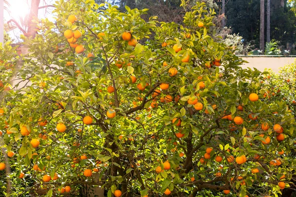 Orangenbaum Mit Früchten Vor Blauem Himmel — Stockfoto