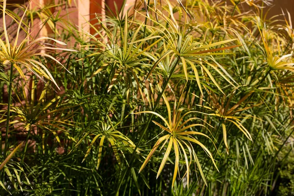 초목 이무성 한 푸른 잎 이물 속에서 자라는 열대 식물이다. 색 다른 식물들. — 스톡 사진