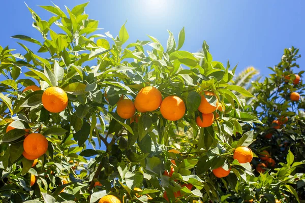 Mandarinträd med frukter mot en blå himmel — Stockfoto