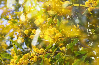 Açan mimoza dalları, Acacia pycnantha. Bahar çiçeği doğal arka plan konsepti. Boşluğu kopyala.