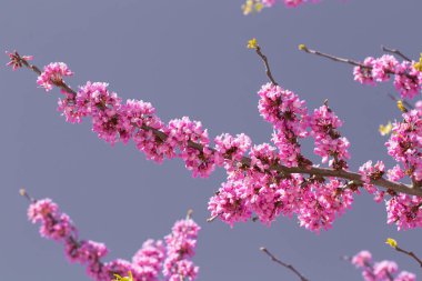 Mavi gökyüzünün arka planında açan pembe akasya dalları. Bahar çiçeği doğal arka plan konsepti. Boşluğu kopyala.