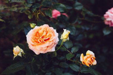 Koyu arkaplanda İngiliz somon rengi güller, koyu renk, kopyalama alanı.