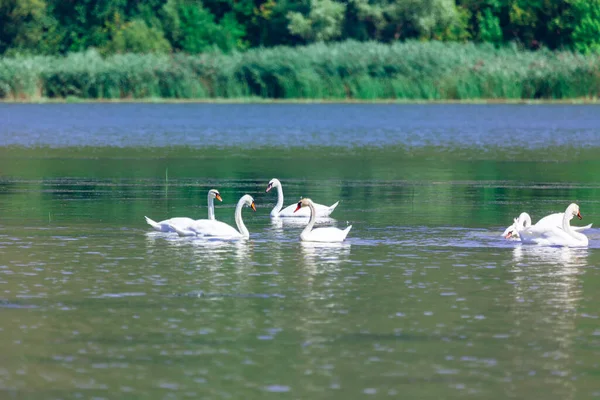 Riserva Naturale Con Cigni Uccelli Che Nuotano Insieme Sul Fiume — Foto Stock