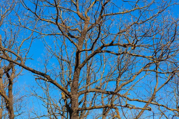 Mavi gökyüzü ile çıplak ağaçların dalları 