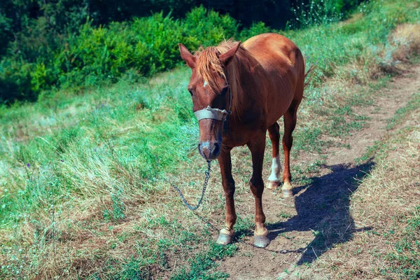 Jovem Cavalo Acorrentado Potro Doméstico Pasto — Fotografia de Stock