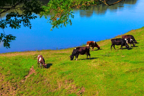 牛の放牧川の岸に新鮮な草 川沿いの牛 — ストック写真