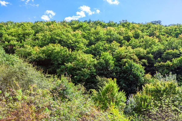 Yeşil Ağaç Tepeli Ağaçlar Yazın Doğal Parklar — Stok fotoğraf