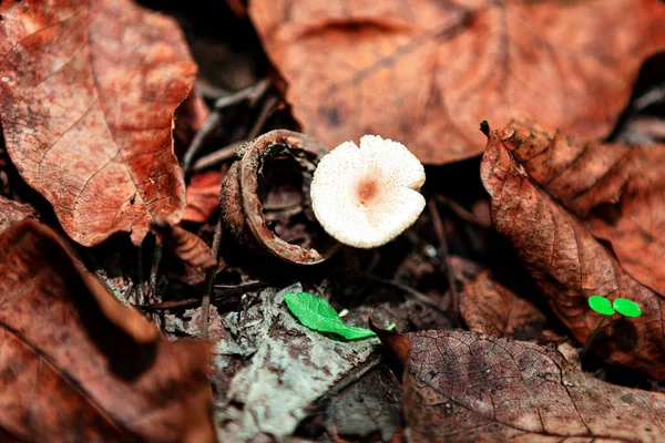 秋の葉で成長するキノコ 秋の自然背景 秋に白い食用キノコ — ストック写真