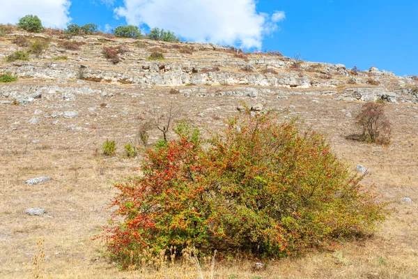Sonbaharda Büyüyen Gül Kalçası Çalısı Vitamini Açısından Zengin Kırmızı Meyveler — Stok fotoğraf