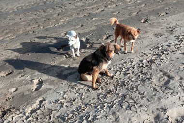Köpekler yerde duruyor. Sahilde başıboş hayvanlar 
